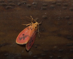 Miltochrista parallelina