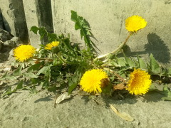 Taraxacum officinale
