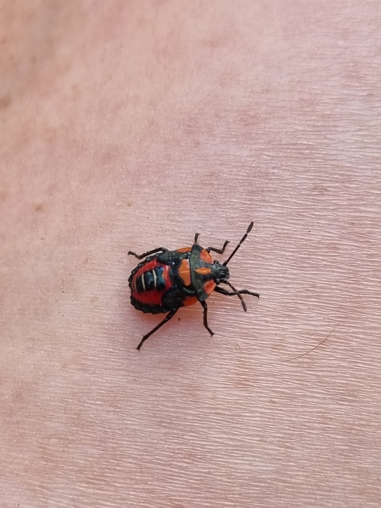 Sharp Stink Bugs