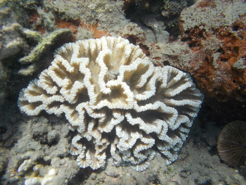 Pectinia lactuca