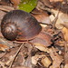 Giant Panda Snail - Photo (c) Reiner Richter, some rights reserved (CC BY-NC-SA), uploaded by Reiner Richter