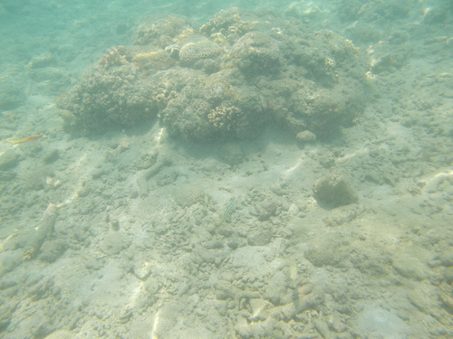 Meiacanthus grammistes