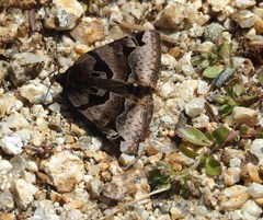 Euclidia ardita