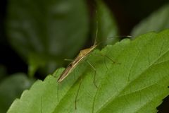 Leptocorisa chinensis