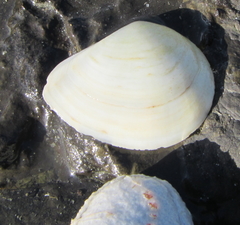 Macomona liliana
