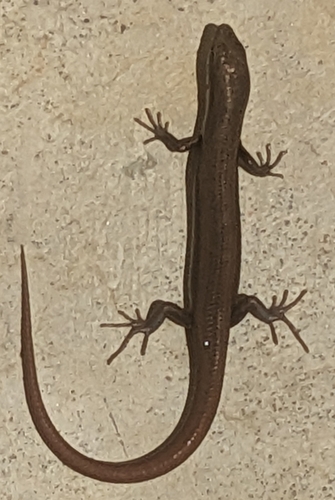 South-eastern Morethia Skink, Morethia boulengeri