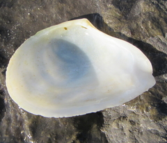 Macomona liliana