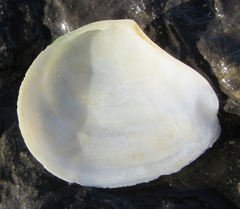 Macomona liliana