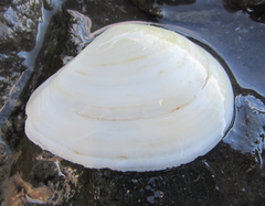 Macomona liliana
