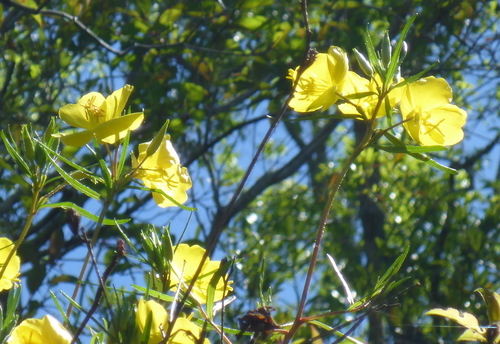 Oenothera fruticosa