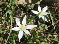 Ornithogalum umbellatum