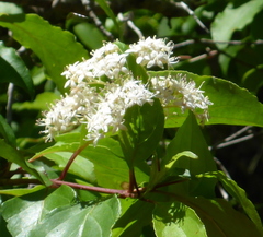Cornus foemina