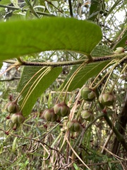 Phyllanthus salviifolius, photograph (c) Nicolás Baresch Uribe, some rights reserved (CC BY)