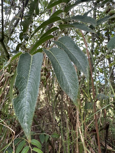 Phyllanthus salviifolius, photograph 5