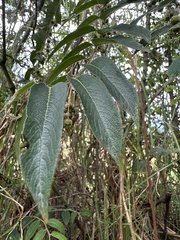 Phyllanthus salviifolius, photograph (c) Nicolás Baresch Uribe, some rights reserved (CC BY)