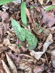 Erythronium americanum