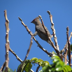 Urocolius indicus indicus