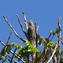 Urocolius indicus indicus