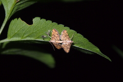 Lamprosema