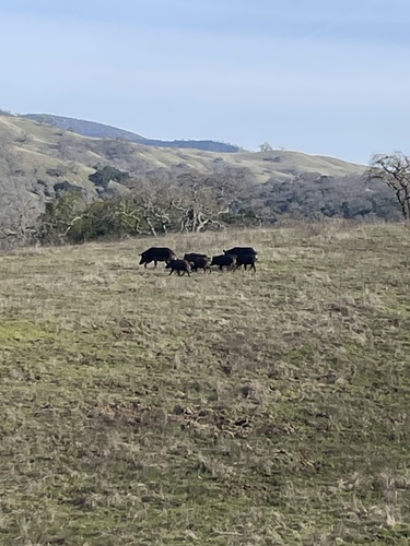 iNaturalist observation photo of Wild Boar