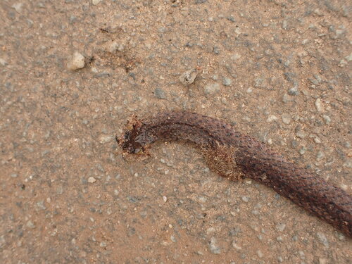Atractus pantostictus
