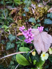Arabis rosea