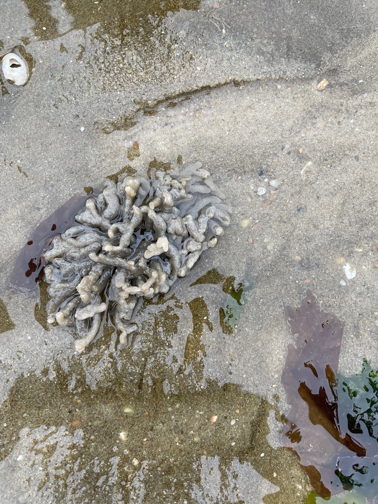 Rubbery Bryozoan from Breakwater Harbor, Lewes, DE, US on February 10 ...