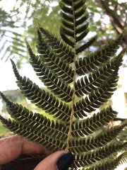 Cyatheales