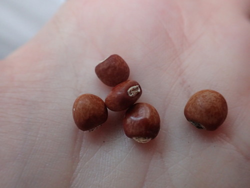 Pigeon Pea