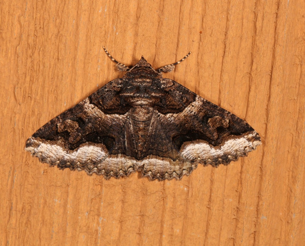 Double-banded Zale Moth
