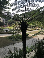 Cyatheales