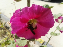 Megascolia maculata maculata