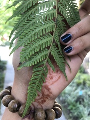 Cyatheales