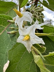 Solanum stellatiglandulosum, photograph (c) Nicolás Baresch Uribe, some rights reserved (CC BY)