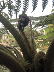 Cyatheales