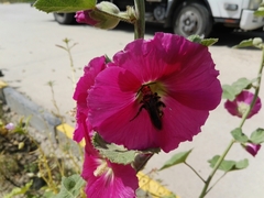 Megascolia maculata maculata