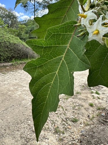 Solanum stellatiglandulosum, photograph 3