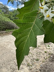 Solanum stellatiglandulosum, photograph (c) Nicolás Baresch Uribe, some rights reserved (CC BY)