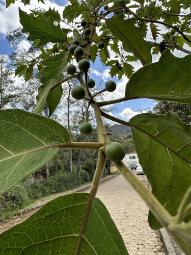 Solanum stellatiglandulosum, photograph 4