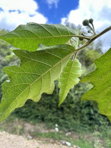 Solanum stellatiglandulosum, photograph 5