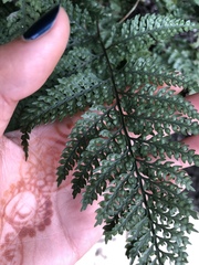 Polypodiopsida