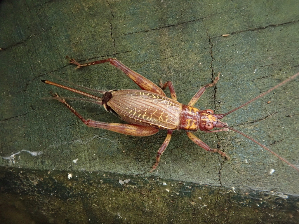 Adenopterus norfolkensis
