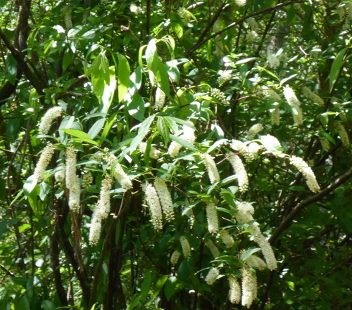 Virginia sweetspire (Itea virginica)