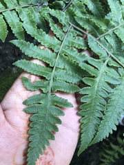 Polypodiopsida