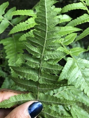 Polypodiopsida