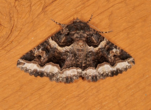 Double-banded Zale Moth photo 3