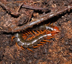 Cormocephalus westwoodi