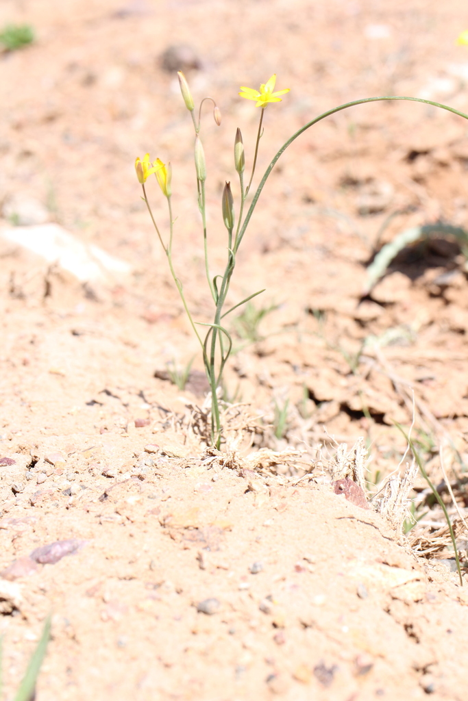 Gagea afghanica