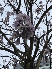 Paulownia tomentosa