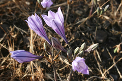 Triteleia laxa